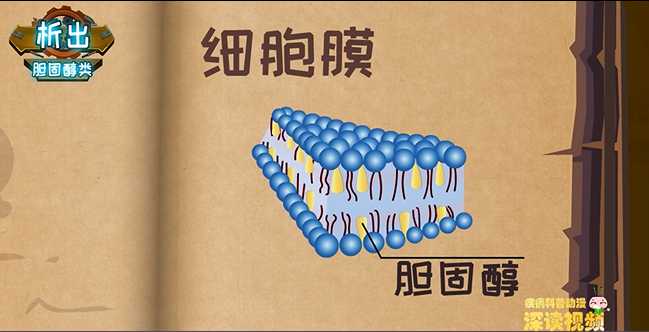 胆固醇与植物的关系是什么（植物胆固醇和动物胆固醇）-第1张图片-多多自然网