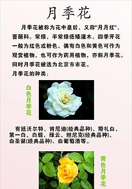 春季植物小知识有哪些呢（春季植物图片及介绍）-第3张图片-多多自然网