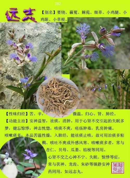 草药植物名称知识百科大全（草药植物大全名字和图片大全集）-第3张图片-多多自然网