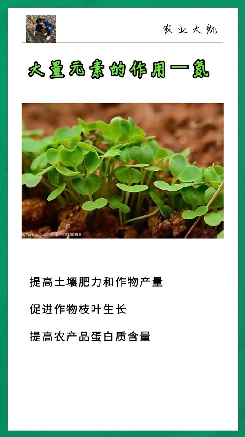 氮代谢与植物的关系（植物氮代谢通路图）-第7张图片-多多自然网