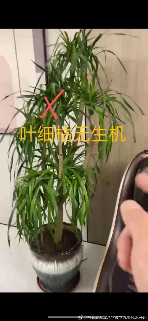 磁场与植物的生长关系（磁与磁场的生物效应）-第3张图片-多多自然网