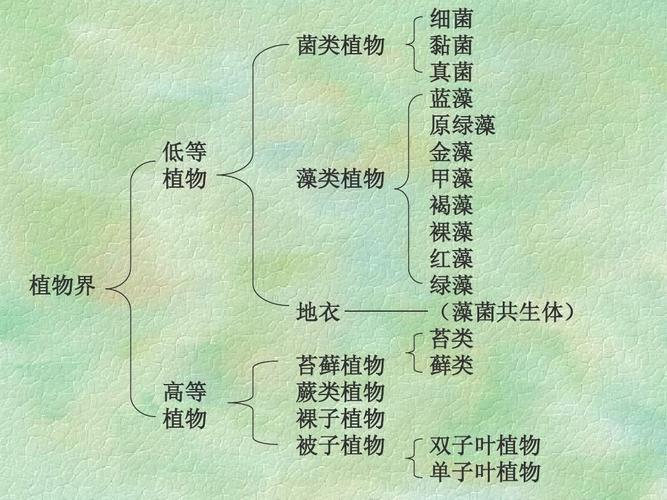 常见植物分类基本知识（植物常见种类）-第3张图片-多多自然网