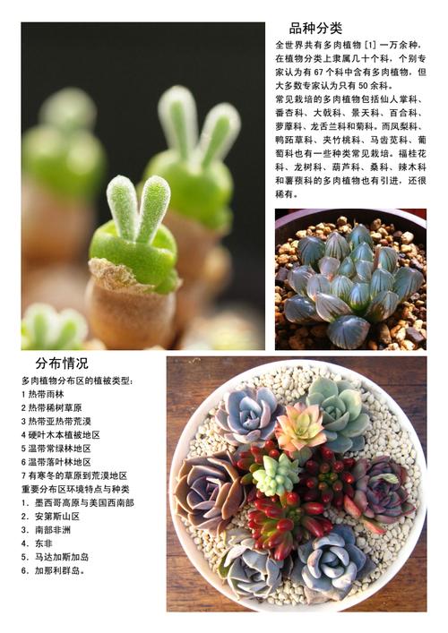 花卉养护知识+多肉植物（多肉花卉如何栽培）-第6张图片-多多自然网