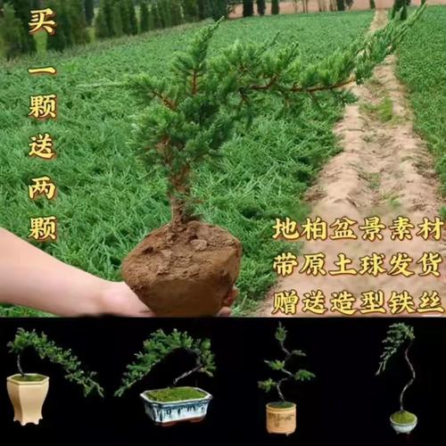 关于植物种植和养护的知识（关于植物的种植小技巧）-第3张图片-多多自然网