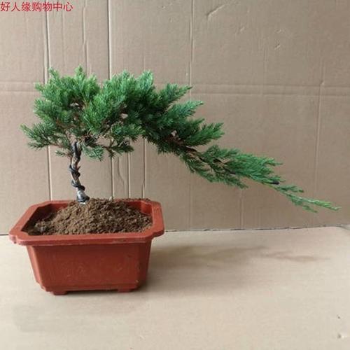 关于植物种植和养护的知识（关于植物的种植小技巧）-第4张图片-多多自然网