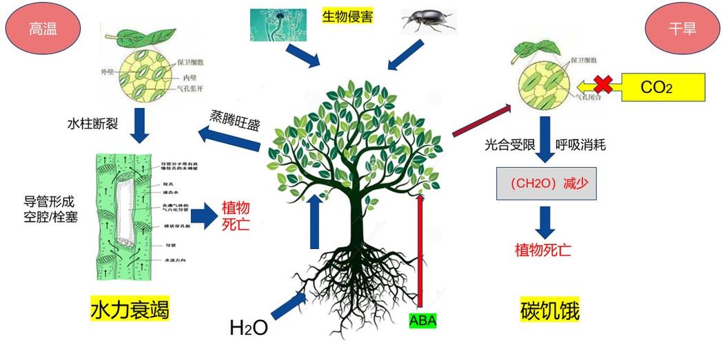 大气环境与植物的关系是（大气与植物之间存在怎样的生态关系）-第3张图片-多多自然网