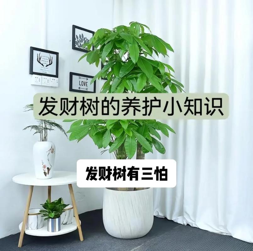 冬季发财树绿植养护（冬季发财树如何养护）-第4张图片-多多自然网