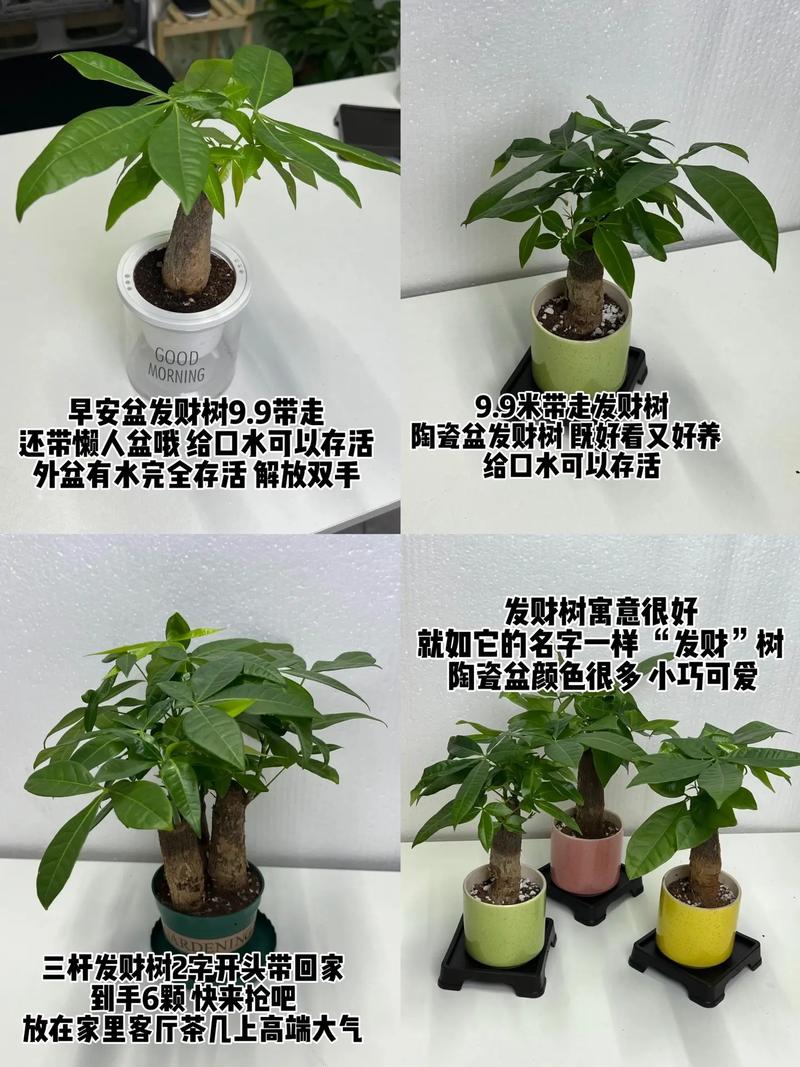 冬季发财树绿植养护（冬季发财树如何养护）-第5张图片-多多自然网