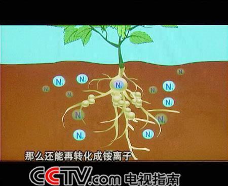 氮气与植物之间的关系（氮气能被植物吸收吗）-第2张图片-多多自然网