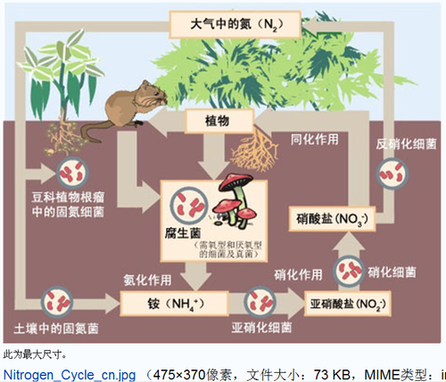 氮气与植物之间的关系（氮气能被植物吸收吗）-第6张图片-多多自然网