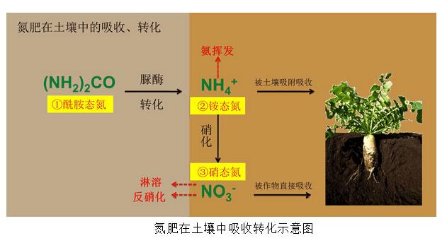 氮气与植物之间的关系（氮气能被植物吸收吗）-第7张图片-多多自然网