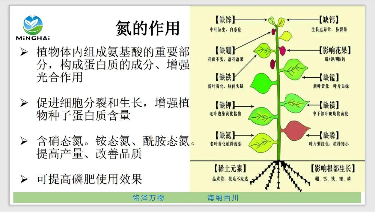 氮的有效性与植物生长关系（氮在植物体内的重要作用）-第1张图片-多多自然网