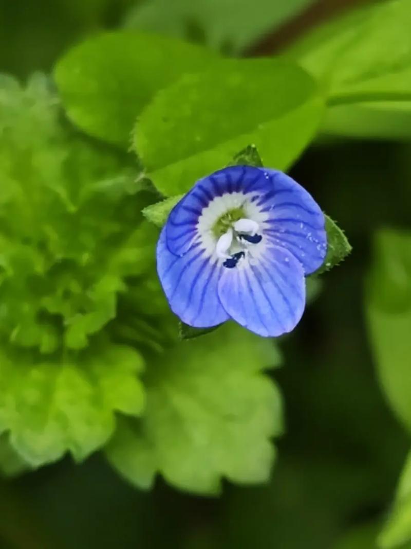 常见植物草药科普知识（植物药材有哪些种类）-第1张图片-多多自然网