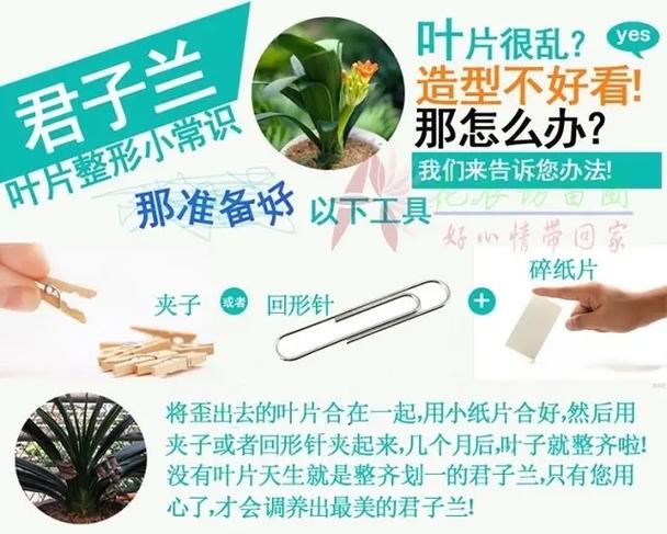 各种植物养护知识大全（植物养护小知识）-第6张图片-多多自然网