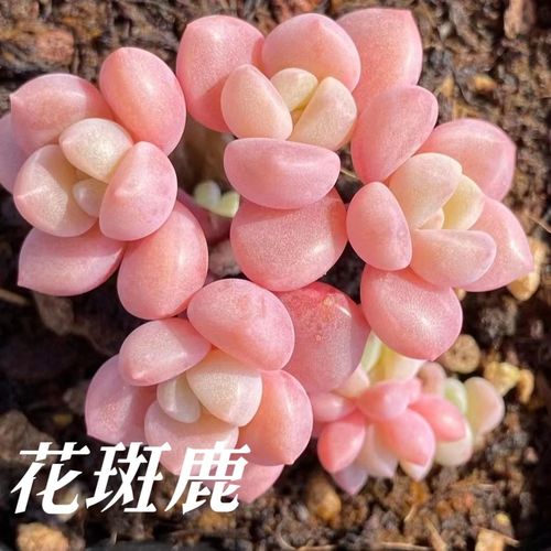 多肉植物花斑鹿养护知识（花斑鹿多肉好养吗）-第4张图片-多多自然网