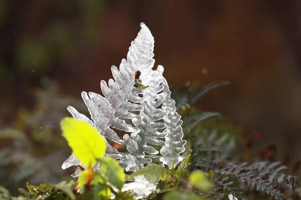 冰雪与植物生长的关系是什么（冰雪的区别）-第5张图片-多多自然网