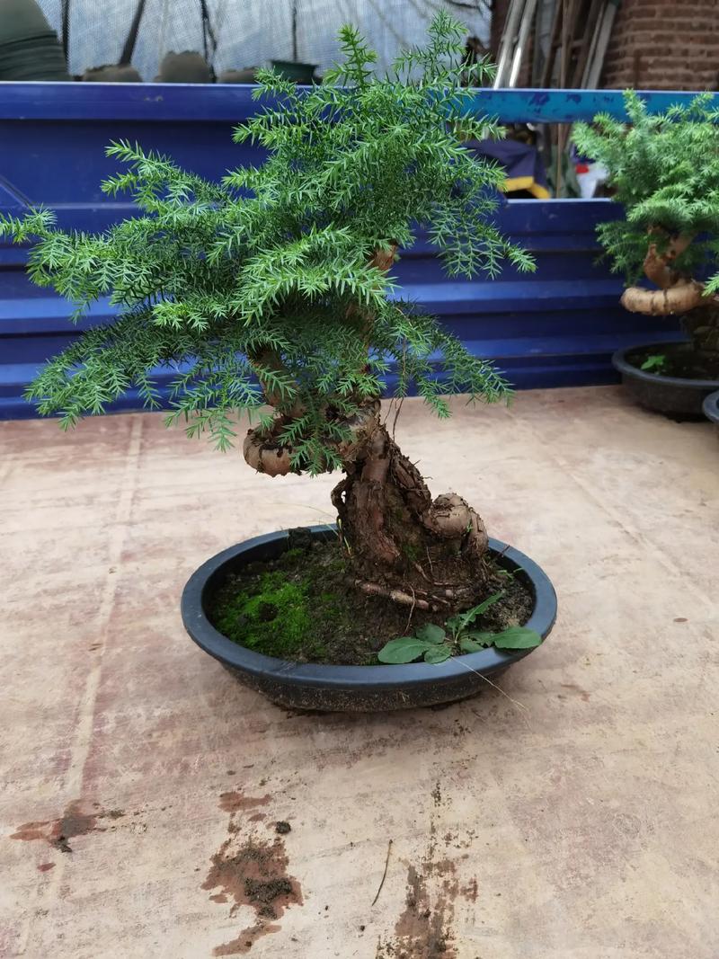 大型盆景植物养护知识（大型盆景植物养护知识大全）-第2张图片-多多自然网