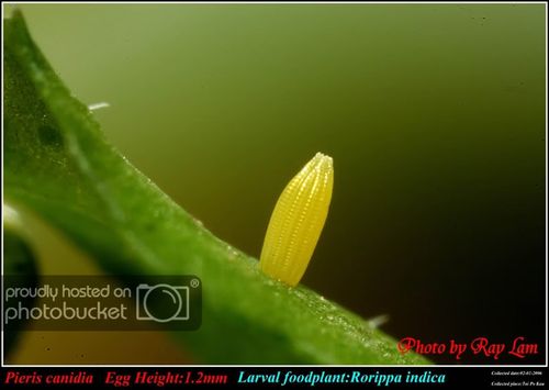 菜粉蝶的卵与植物关系（菜粉蝶的科属种）-第2张图片-多多自然网