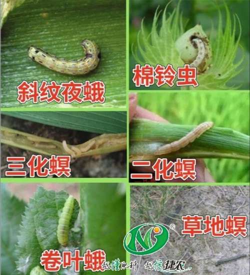 菜粉蝶的卵与植物关系（菜粉蝶的科属种）-第5张图片-多多自然网