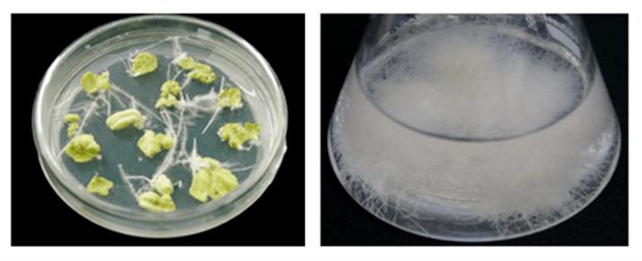 次级代谢与植物的关系（植物的次级代谢物）-第2张图片-多多自然网