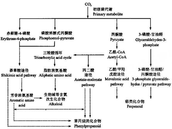 次级代谢与植物的关系（植物的次级代谢物）-第3张图片-多多自然网