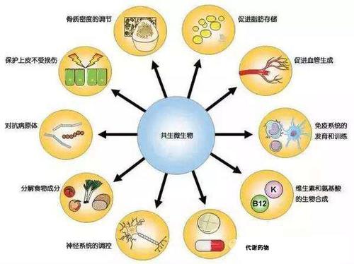 次级代谢与植物的关系（植物的次级代谢物）-第5张图片-多多自然网