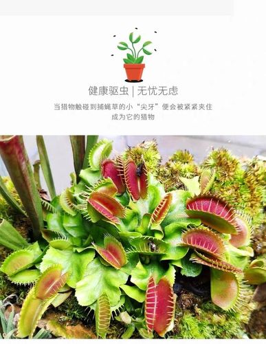 捕虫植物百科知识（捕虫植物百科知识大全）-第1张图片-多多自然网