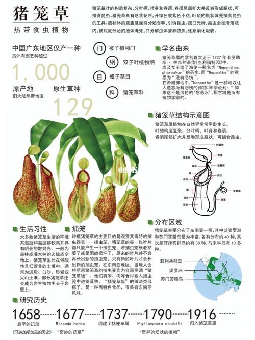 捕虫植物百科知识（捕虫植物百科知识大全）-第4张图片-多多自然网