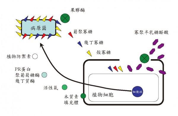 病原菌与植物的关系（病原菌和病毒）-第3张图片-多多自然网