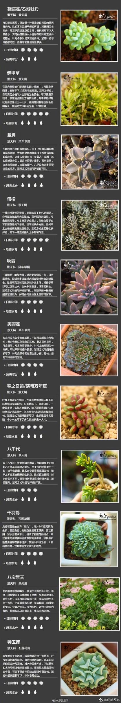 多肉植物养护知识（多肉植物的养护知识）-第3张图片-多多自然网