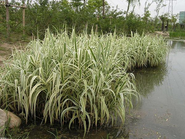 常见草本植物知识（草本植物种类）-第4张图片-多多自然网