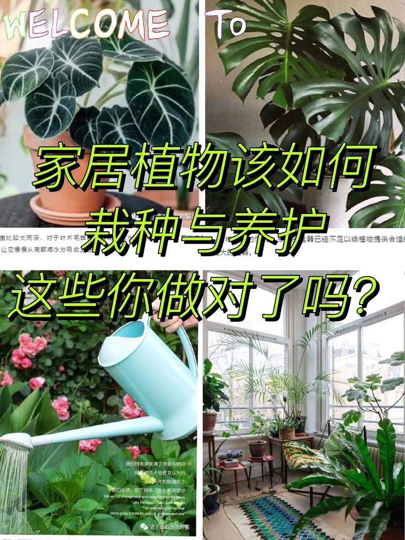 冬季大颗绿植怎么养护和管理（适合冬季养的大型绿植）-第1张图片-多多自然网