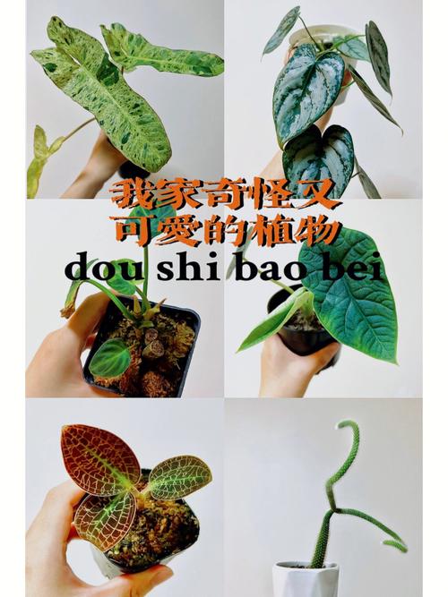 城市常见植物科普知识大全（城市植物景观）-第6张图片-多多自然网