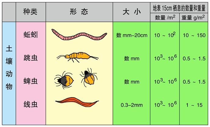 大地与动物植物生长的关系（植物和动物的生长离不开土壤这句话对吗?）-第4张图片-多多自然网