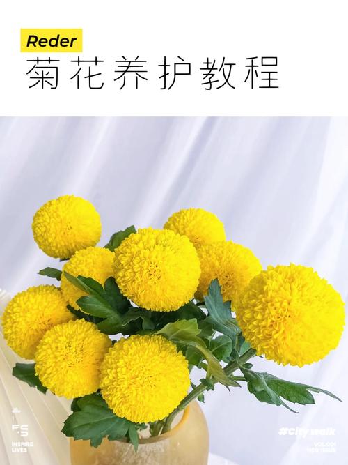 春季菊科植物养护知识内容（春季菊科植物养护知识内容怎么写）-第1张图片-多多自然网