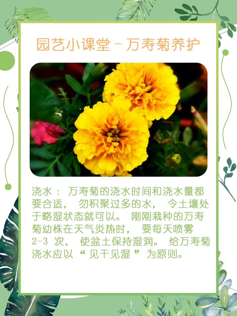 春季菊科植物养护知识内容（春季菊科植物养护知识内容怎么写）-第4张图片-多多自然网