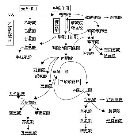 代谢与植物的关系（代谢与植物的关系图）-第3张图片-多多自然网