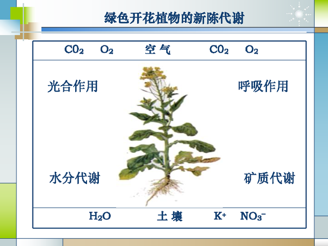 代谢与植物的关系（代谢与植物的关系图）-第2张图片-多多自然网