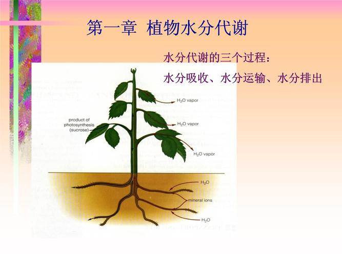 代谢与植物的关系（代谢与植物的关系图）-第4张图片-多多自然网