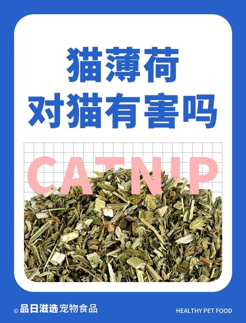 薄荷植物与猫咪的关系是什么（薄荷和猫可以一起养嘛）-第1张图片-多多自然网