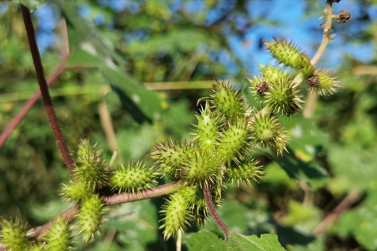 苍耳植物科普知识大全（苍耳植物科普知识大全图片）-第4张图片-多多自然网