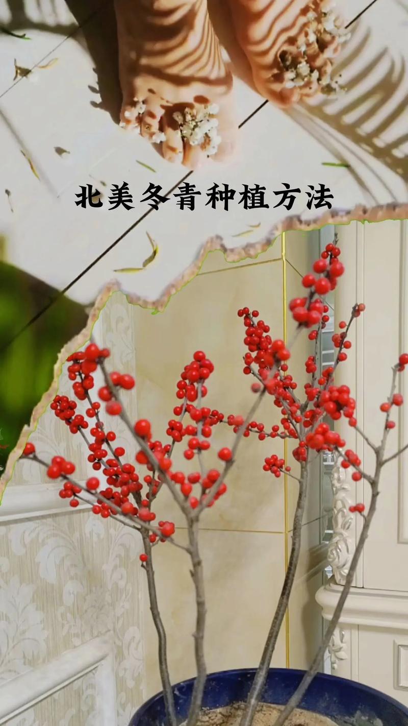 冬季干燥绿植怎么养护（冬季绿植养护小知识）-第2张图片-多多自然网