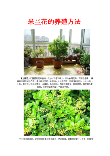 各类植物养护知识大全（植物养护小知识）-第4张图片-多多自然网