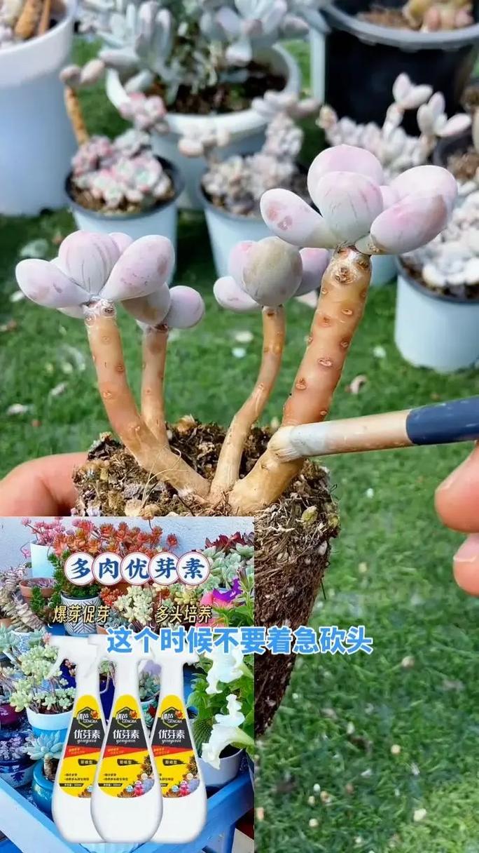 春季多肉植物养护知识（春季多肉植物养护知识大全）-第2张图片-多多自然网