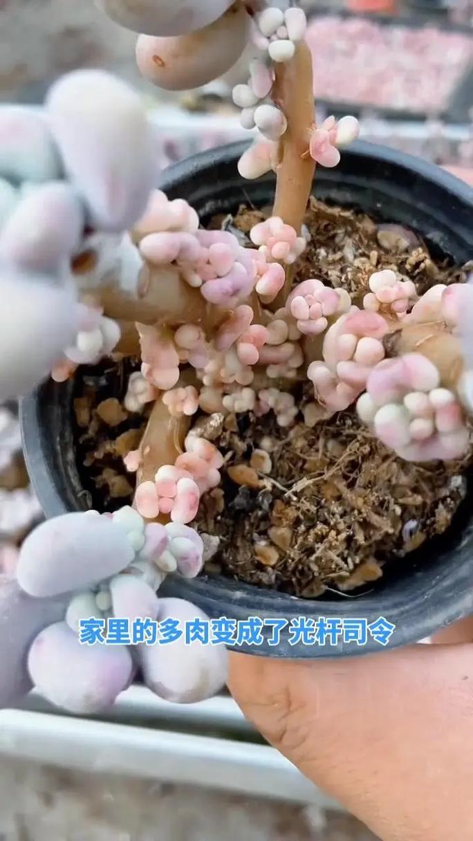 春季多肉植物养护知识（春季多肉植物养护知识大全）-第6张图片-多多自然网