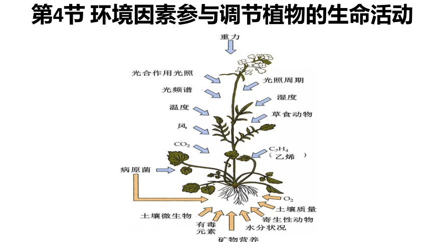 草地植物与自然生态的关系（草地植物与自然生态的关系图）-第1张图片-多多自然网