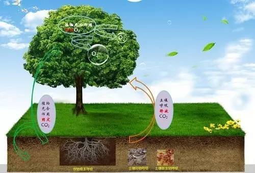 草地植物与自然生态的关系（草地植物与自然生态的关系图）-第4张图片-多多自然网