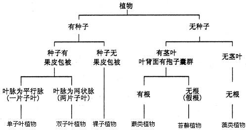 氮与植物的分布关系（氮在植物体内的作用）-第1张图片-多多自然网