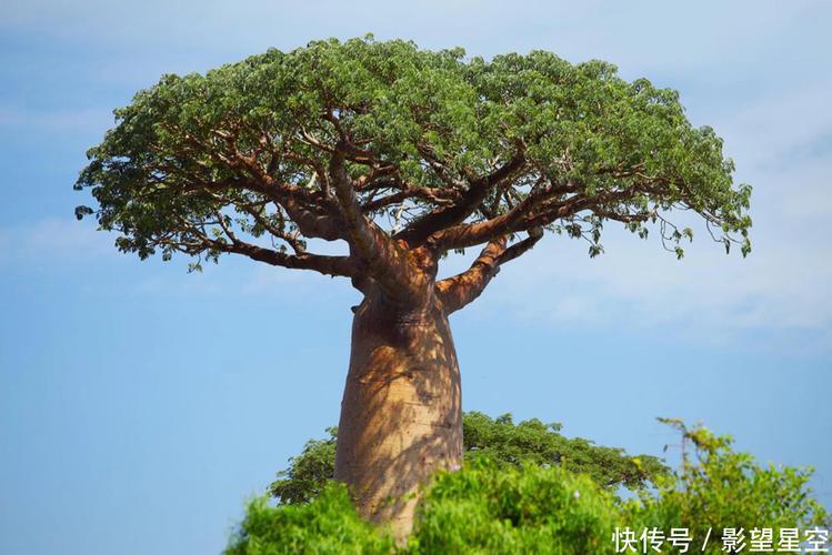 大树与植物的关系（大树与植物的关系是什么）-第2张图片-多多自然网