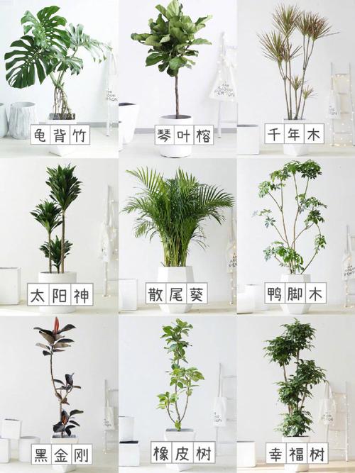 东北绿植盆栽怎么养护（适合东北的盆栽花）-第2张图片-多多自然网